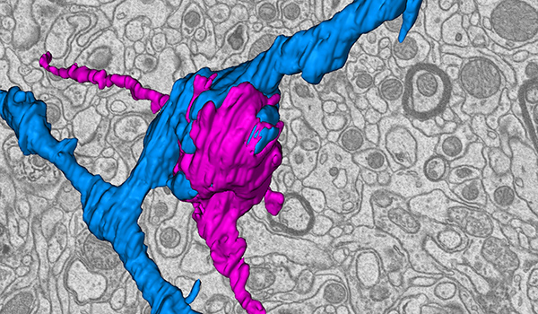 Retinal terminals, as shown in this 3-D reconstruction, differentiate based on their destination in the brain. 