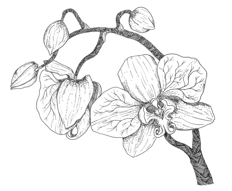Pen drawing of an orchid by Yazdi Doshi