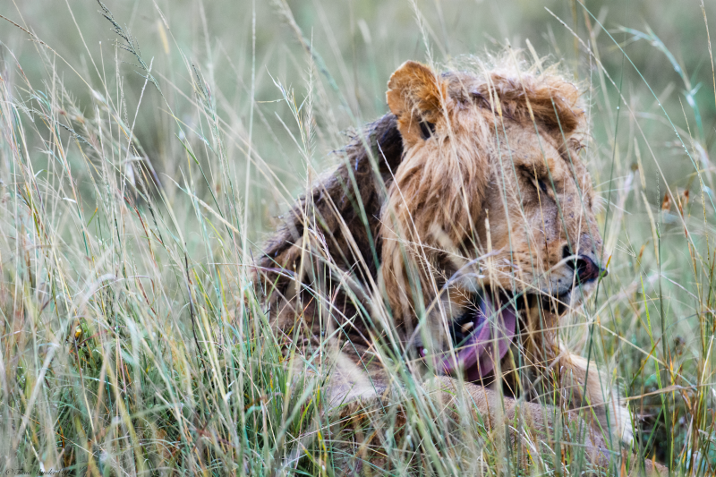 Lion licking its fur