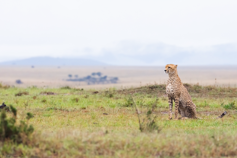 Cheetah surveying the land
