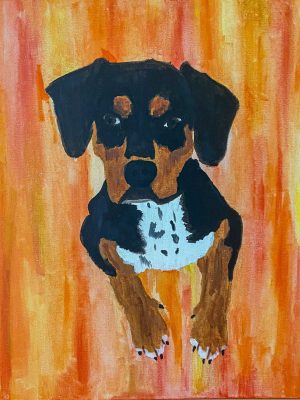 black and brown dog with a white chest on a orange background