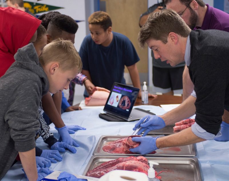 Adam Tate, a member of the Class of 2018, shows a child details of a pig's lung.
