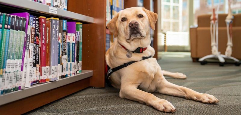 Keeper is a golden Labrador. Here he is laying on the floor in the VTCSOM library