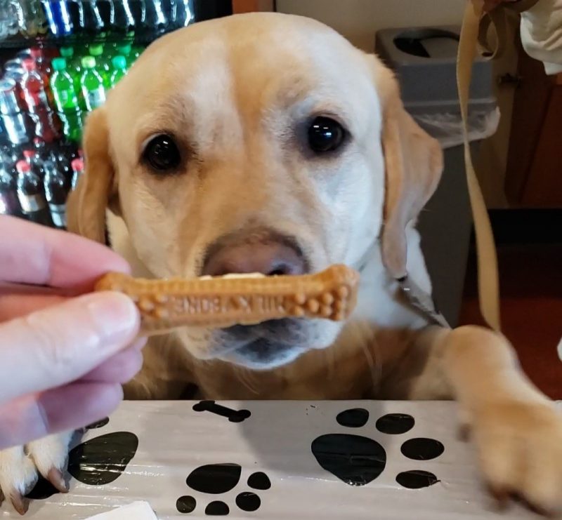 Keeper, the golden labrador, looking at a milk bone cookie
