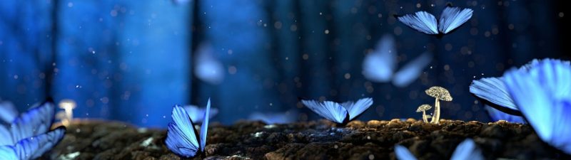 Dark blue background with lights shining on blue butterflies and white mushrooms