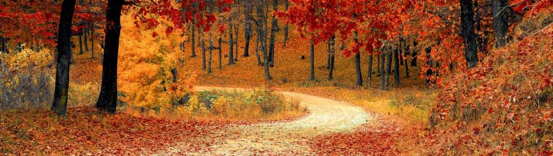 a fall scene with red tones depicting a trail through the forest