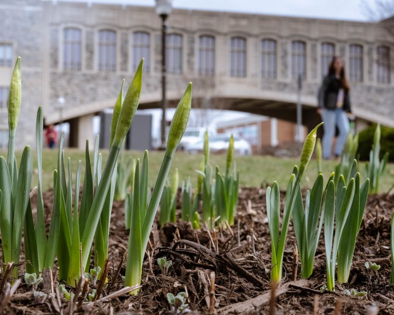 Bulb flowers begin to poke out of the mulched ground. In the distance is the grey Hokie Stone Torgersen Bridge and a person walking on the sidewalk.